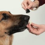 CBD Oil For Dogs